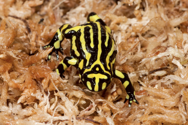 The southern corroboree frog could become immune to a deadly fungus killing amphibians worldwide