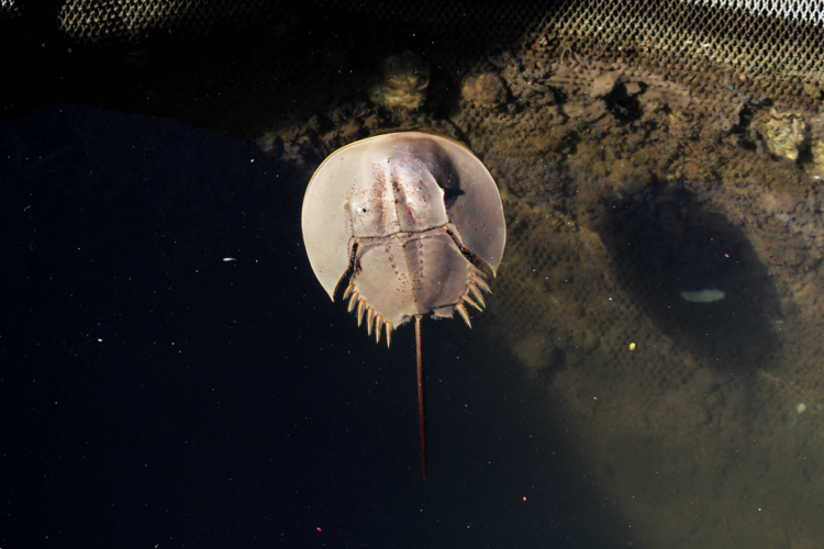 Horseshoe crabs are much- used in medical testing; most don’t survive