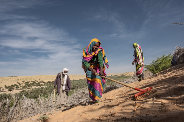 Farmers install a series of barricades to stop the shifting dunes that threaten to swamp their local oasis outside the village of Kaou, Chad