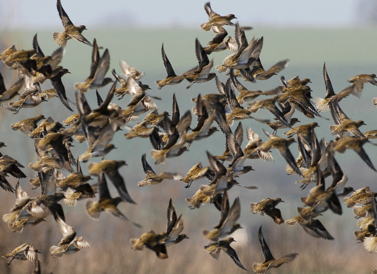 Flocks of golden plover arrive in the winter