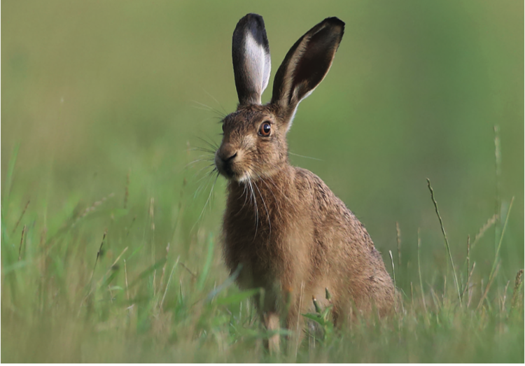 Hares thrive in the open land of SE 830 220