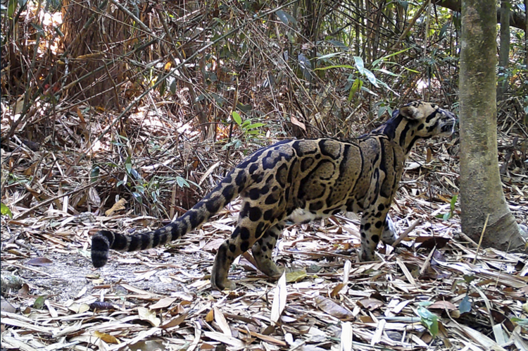 Clouded leopard