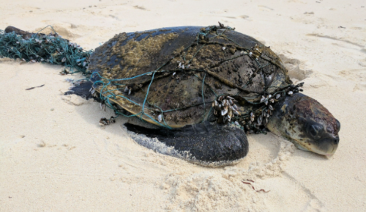 An olive ridley turtle found on a Maldivian beach