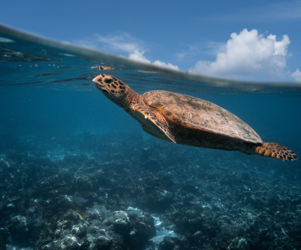 Stemming the tide of injured sea turtles