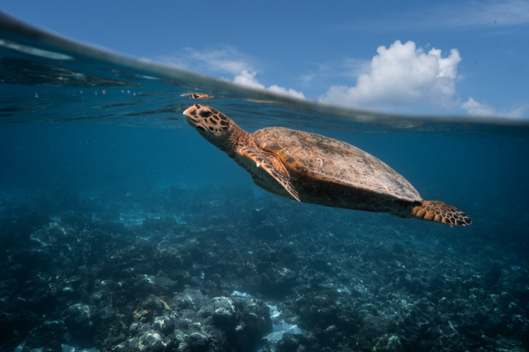Stemming the tide of injured sea turtles