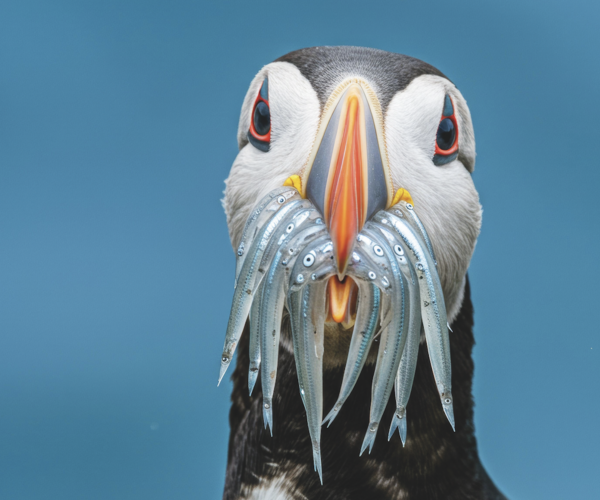 In search of puffins