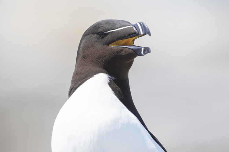 The razorbill - the closest
extant relative of the
extinct great auk