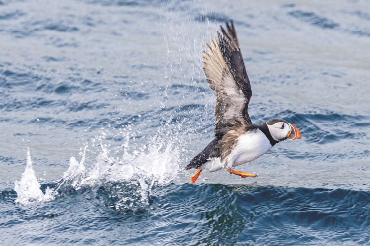 A puffin water take-off