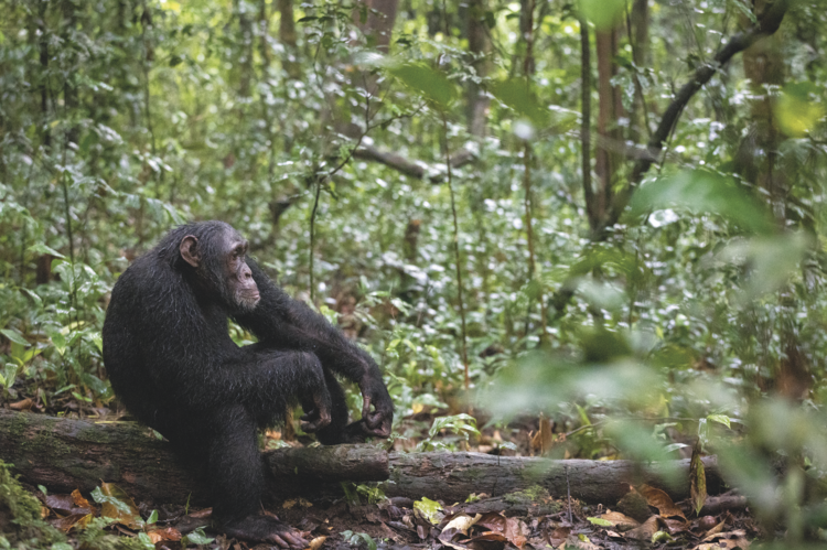 A chimpanzee in a forest