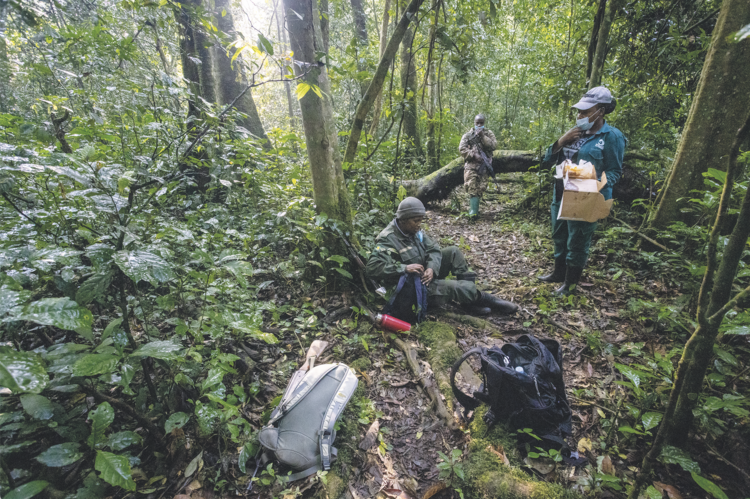 Habituating chimpanzees to
the presence of humans is
a years-long process during
which rangers spend all day
every day following the chimps