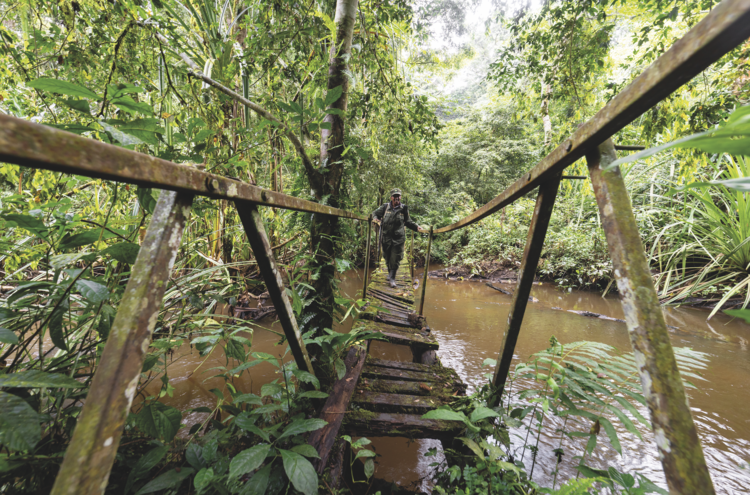 When properly managed,
Uganda’s rainforests offer
much to visiting tourists.
Here a patrolling ranger
crosses a bridge in Kibale Forest