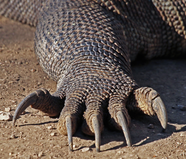 The impressive talons of a mature Komodo dragon