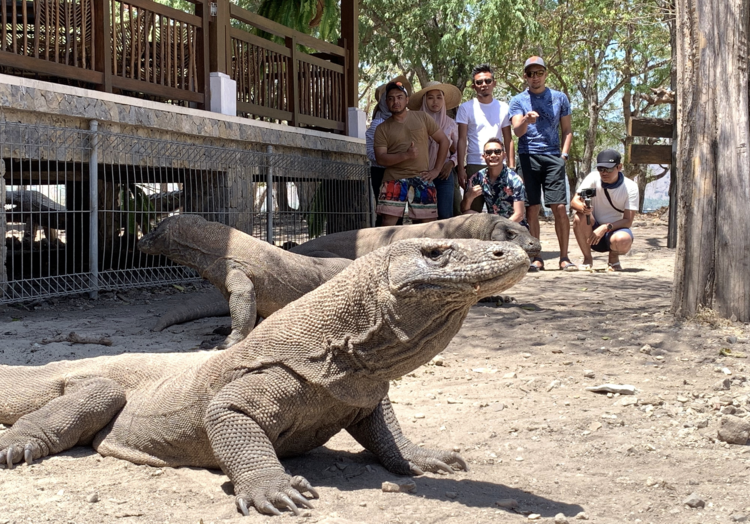 Tourists trap three Komodo dragons in the main village of Komodo Island