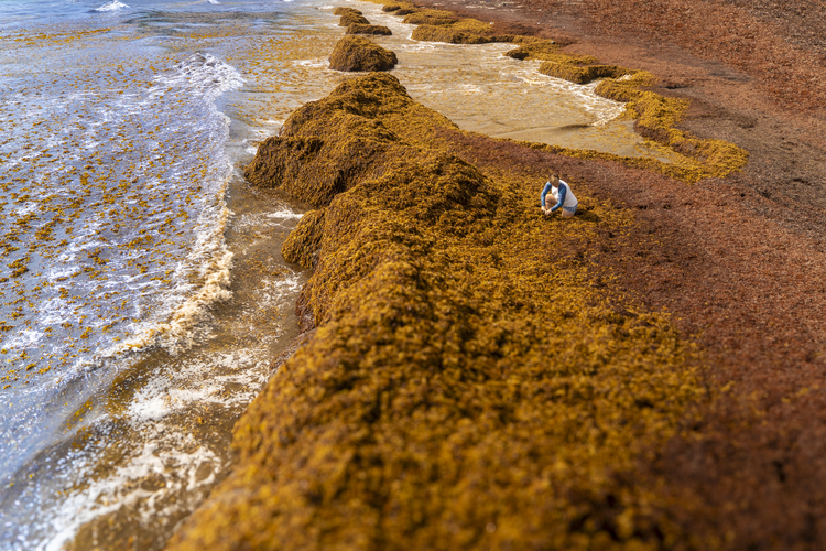 Seafields team member with beached Sargassum