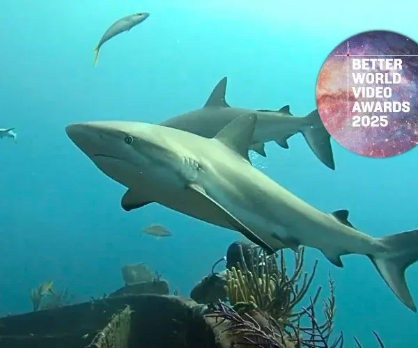Better World Video Awards 2025 – Living with Sharks in the Bahamas