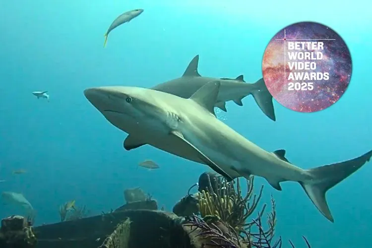 Better World Video Awards 2025 – Living with Sharks in the Bahamas
