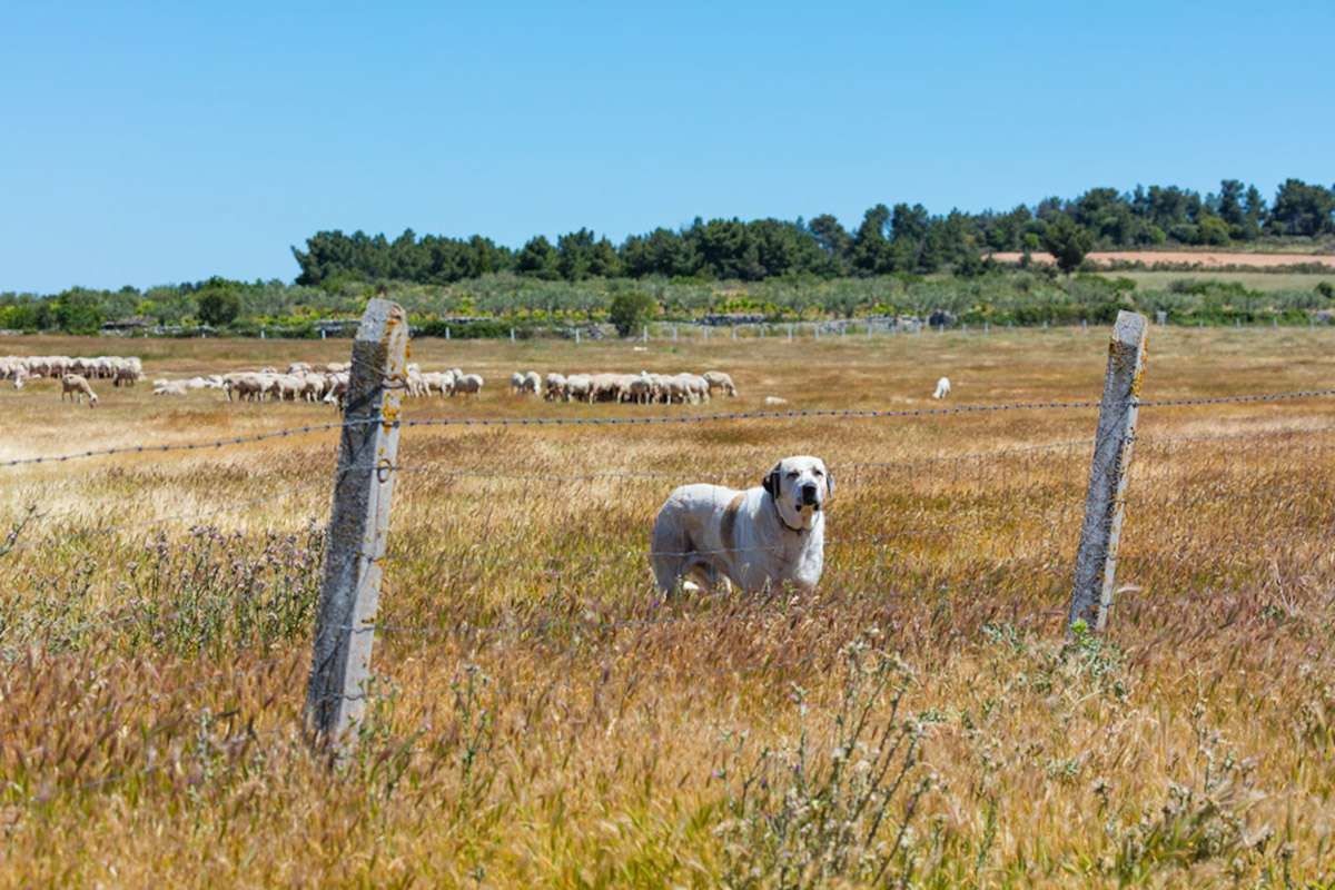 Shepherd dogs protect livestock from wolves in Spain