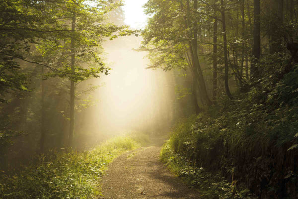 The living legend of Sherwood Forest - Geographical