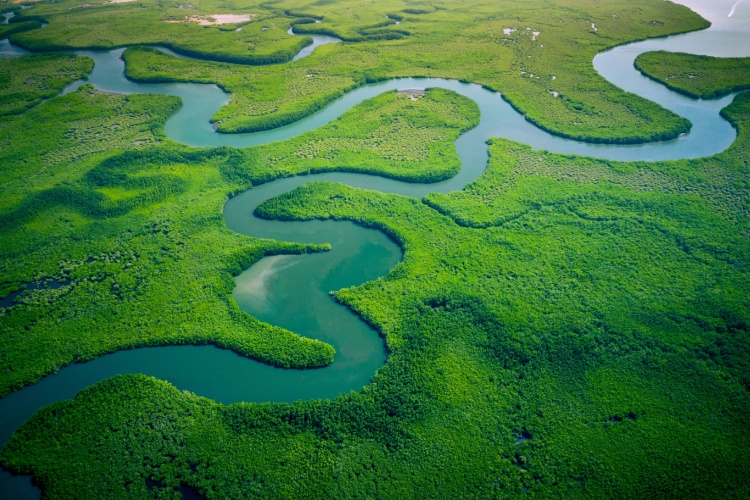 QUIZ: Rainforests