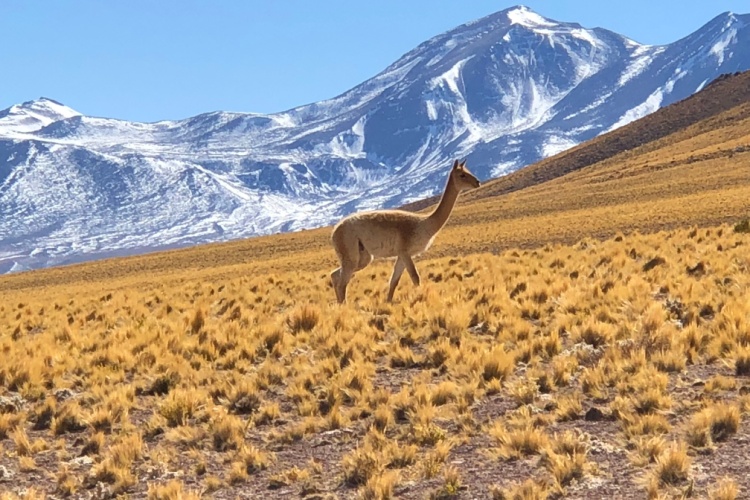 QUIZ: Country Spotlight – Chile