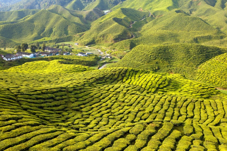 QUIZ: Country Spotlight – Malaysia