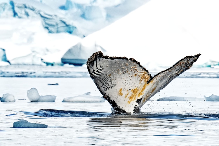 Christmas Quiz: Oceans