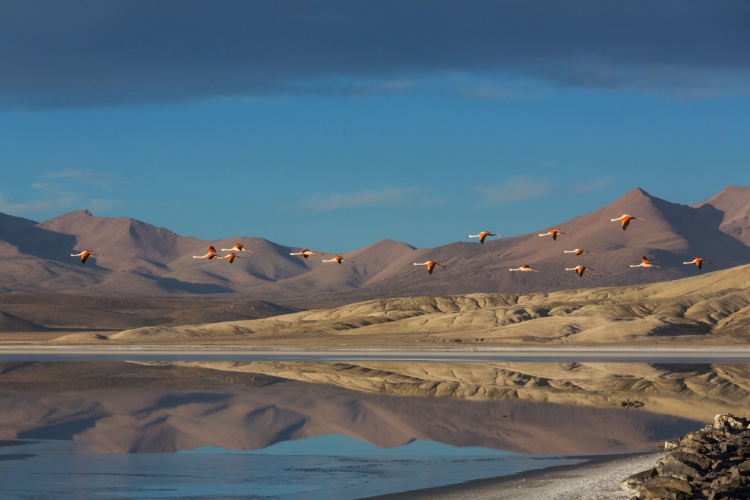 Flamingoes in the Atacama Desert
