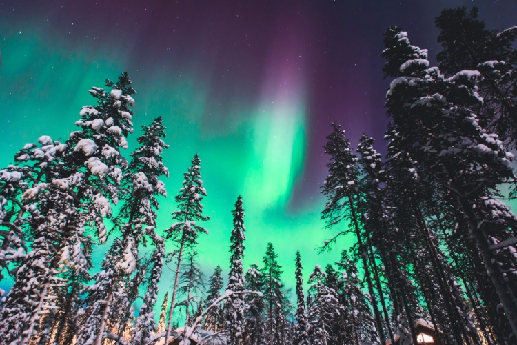 Christmas Quiz: Forests