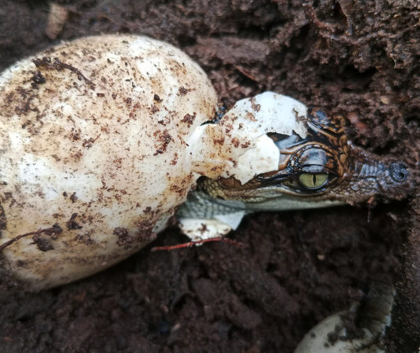 Siamese crocodile