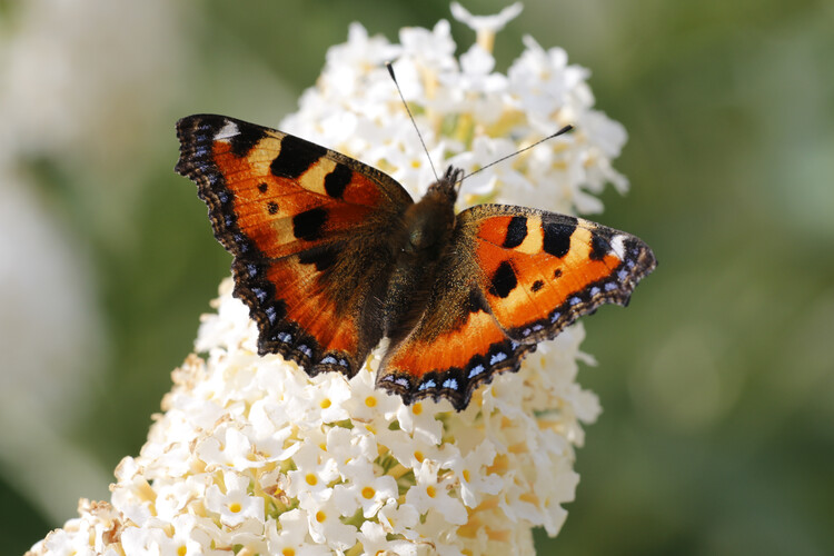 Survey reveals changing fortunes of British butterflies