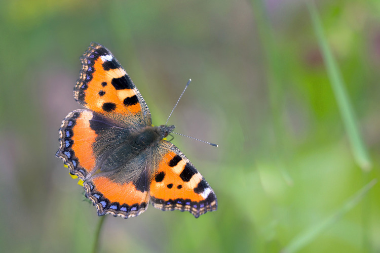 Small tortoiseshell