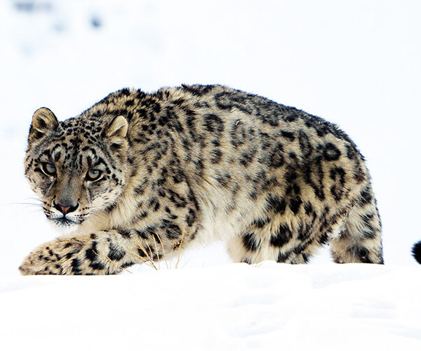 A snow leopard moves silently through the winter snow