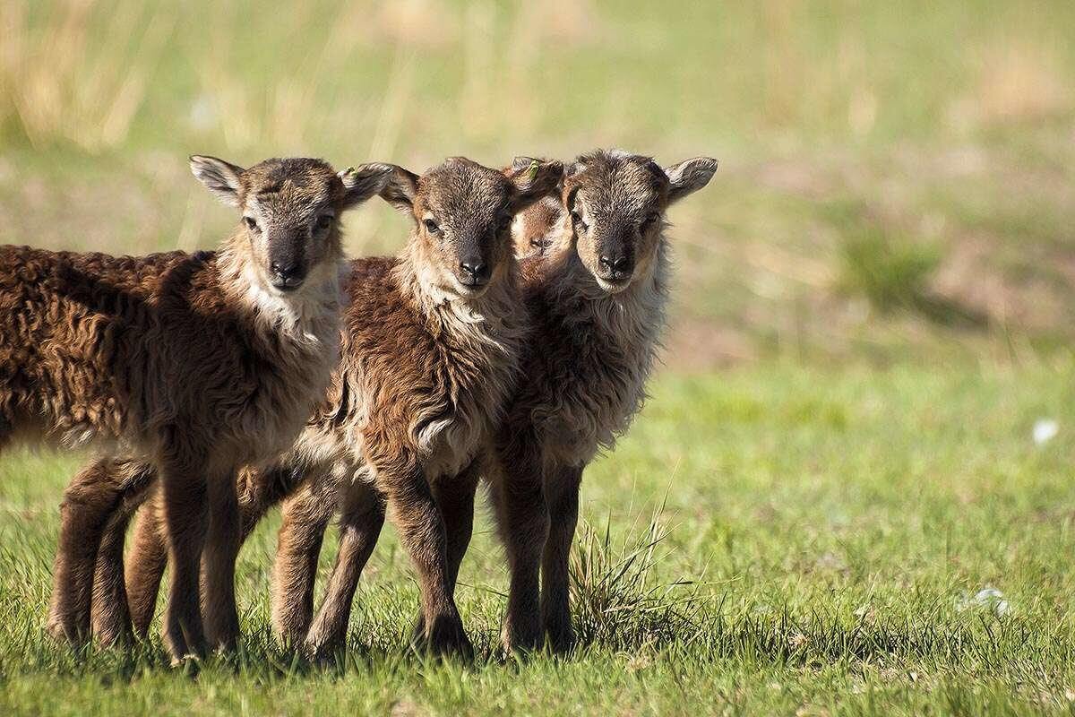 Soay sheep on island of Soay in the St Kilda Archipelago.