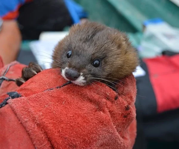 European mink monitoring