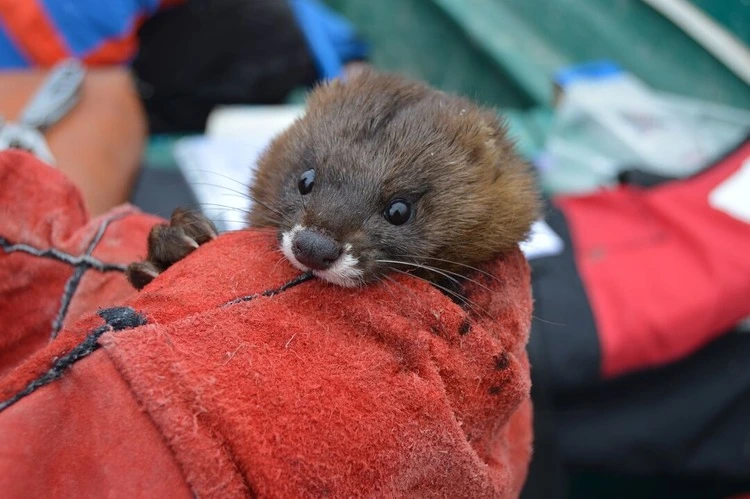 European mink monitoring