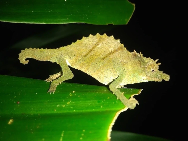 A Nguru spiny pygmy chameleon