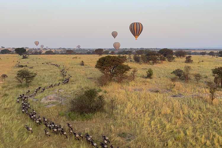 Untamed Tanzania: Vihann’s adventure