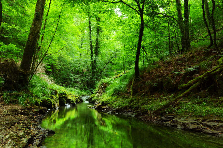 Temperate Rainforest in the UK - Woodland Trust