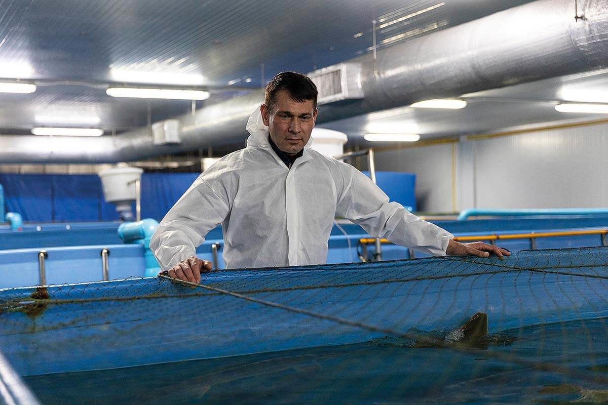 Alexey Tyutin, owner of the thai caviar farm