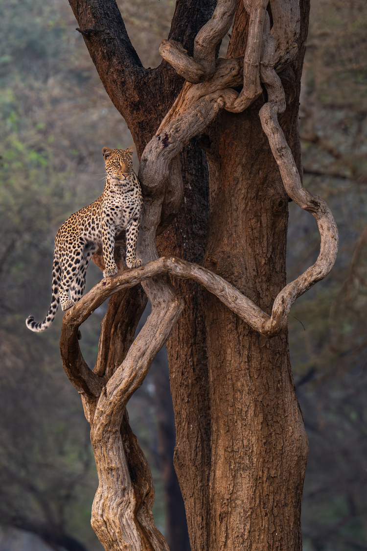 In the enchanted forests of Zambia’s Lower Zambezi National Park, a female leopard graces a pale root winding skyward - a moment pulled straight from a dream. We had followed her in silence, guided by instinct and the quiet confidence of our tracker, who whispered of a tree she might climb. We drove ahead, heartbeats rising, and positioned ourselves before the sculptural roots. As she emerged from the shadows and stepped onto the root, time stood still. It was as if the forest had painted this scene just for us - a vision imagined, then made real.