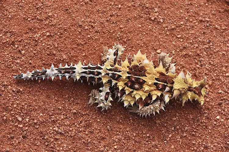 The thorny devil, a lizard endemic to Australia