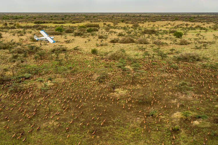 A survey plane flying above a herd of Tiang in South Sudan