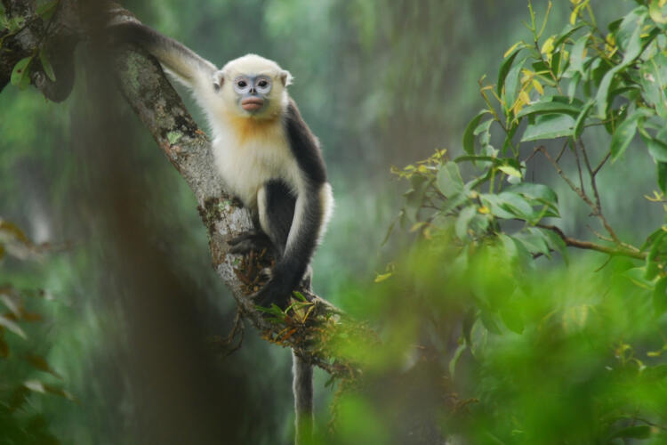 A Tonkin snub-nosed monkey sits on a tree branch