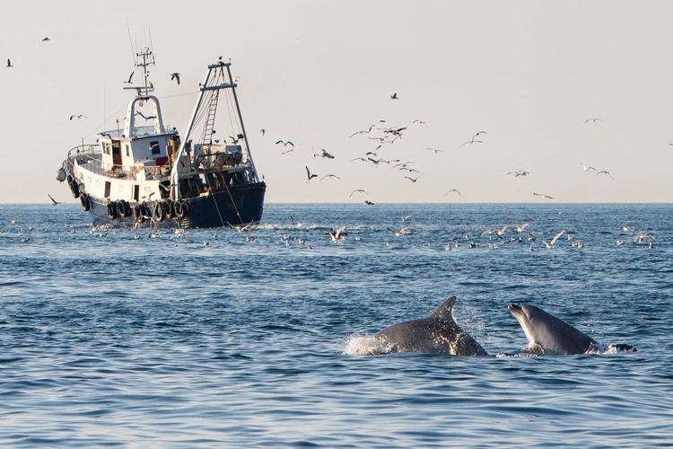 Two bottlenose dolphins following a trawler in the waters of Veneto