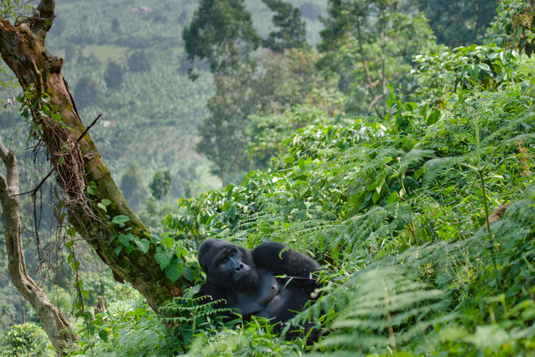 Dominant male mountain gorilla in the grass
