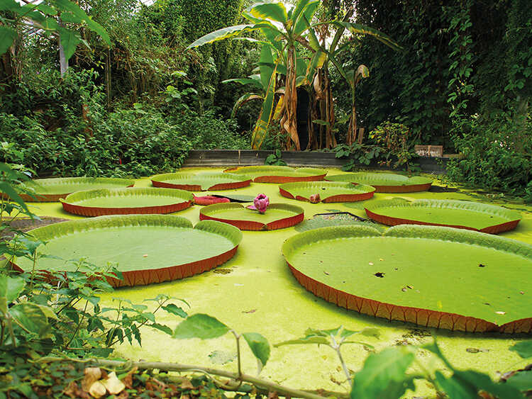 Water lilies at Ventnor Botanic Gardens