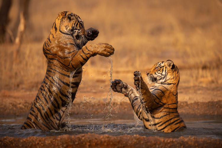 Two Royal Bengal tiger sub-adults playing in a little waterhole in the otherwise dry landscape of Ranthambore National Park in central India. I visit India regularly in the peak of the dry season so I’m quite used to good tiger sightings but the moments I spent with these ‘little villains’ was really special. They put on a perfect show and at one point practically the whole family was in the water, including the mother.