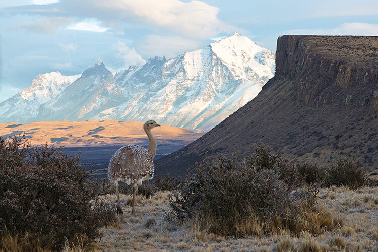 The Darwin or lesser rhea