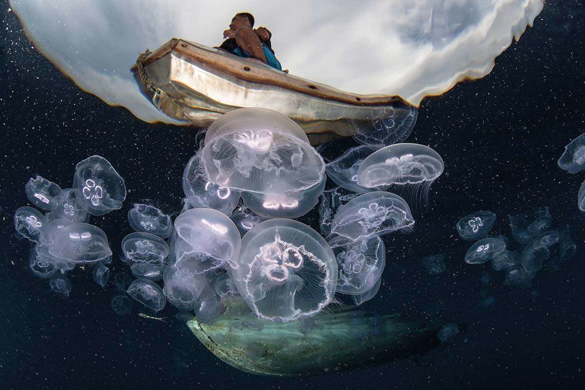 Moon jellyfish in eastern Indonesia