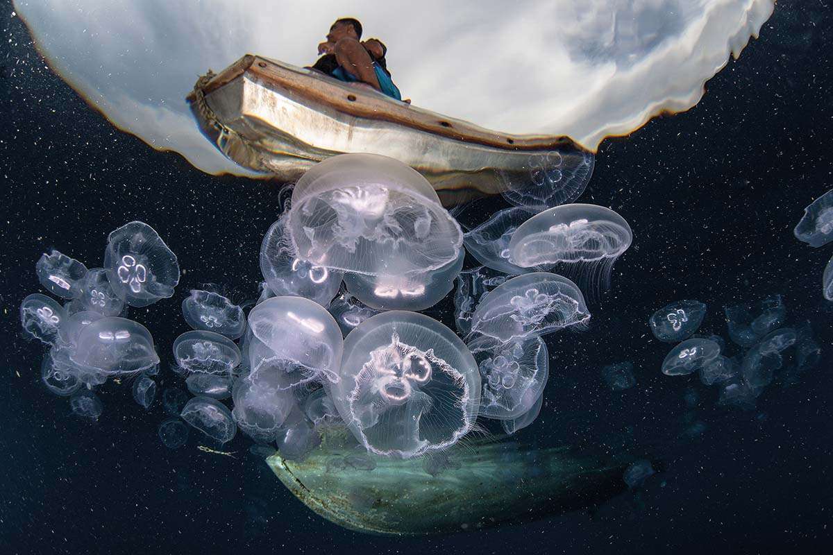 Ocean blooms tracking the rise of jellyfish swarms Geographical